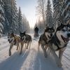 Vivez l’aventure en chiens de traîneau