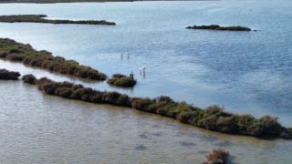 Étang du Grec à Palavas : balade entre lagune et mer