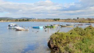Crique de l'Angle : flamants roses au bord de Thau
